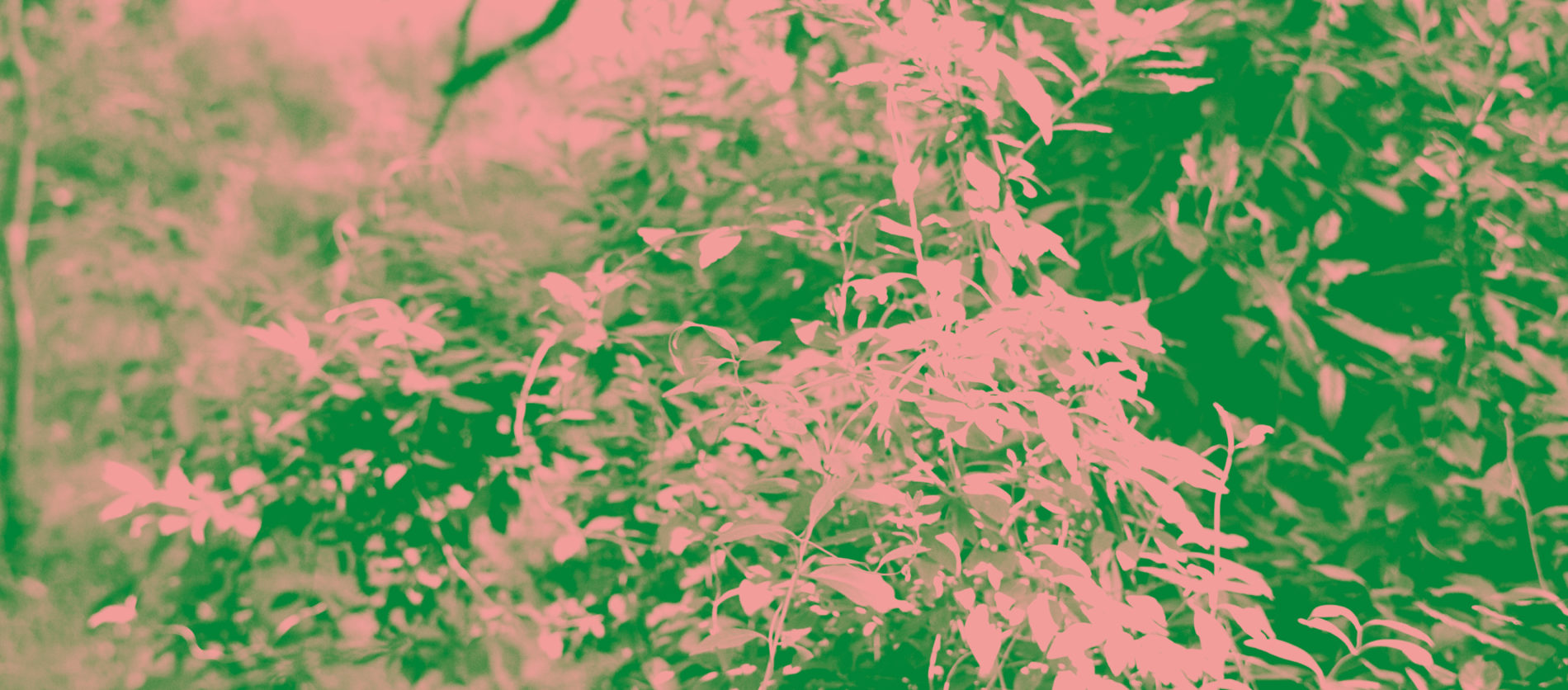 fond fleuri vert et rose
